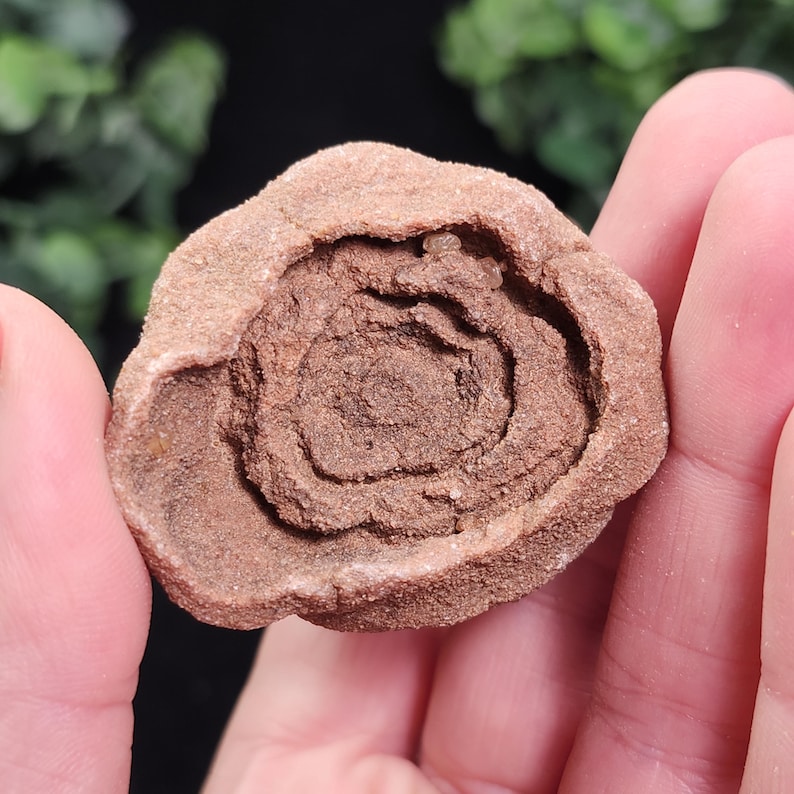 Peut inclure: Formation rocheuse arrondie de couleur brun rouge&acirc;tre, avec un motif central en spirale. La couche ext&eacute;rieure est d'une teinte plus claire de brun, cr&eacute;ant un contraste avec l'int&eacute;rieur plus fonc&eacute; et textur&eacute;. La surface de la roche semble l&eacute;g&egrave;rement rugueuse.