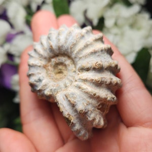 May include: A fossilized ammonite shell, showcasing a spiral form with ribbed texture. The shell exhibits a range of colors, including beige, gray, and hints of brown. The fossil is a natural specimen, perfect for collectors or as a decorative item.