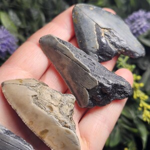 May include: Three fossilized shark teeth in varying shades of gray and tan are displayed. The teeth have jagged edges and textured surfaces, showcasing their ancient origins. The arrangement highlights the natural shapes and colors of the prehistoric relics.