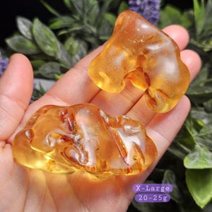 May include: Two pieces of polished, translucent golden-orange amber with visible internal organic inclusions and natural irregular shapes. The text on the image indicates an X-Large size category with a weight range of 20-25 grams.
