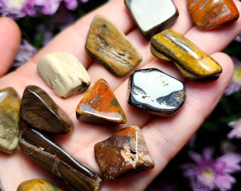 Ejemplar de madera petrificada pulida: madera fosilizada natural y pulida