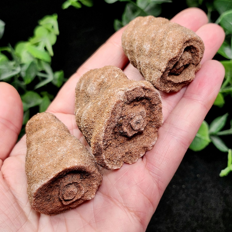Peut inclure: Trois formations rocheuses brunes en forme de rose avec une surface rugueuse et textur&eacute;e sont pr&eacute;sent&eacute;es. Les roches sont tenues dans une main, avec un feuillage vert visible en arri&egrave;re-plan. Les formations ont un motif en spirale au centre.