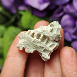 Fossilized Coral Specimen: Agatized Coral Stone from Ohio