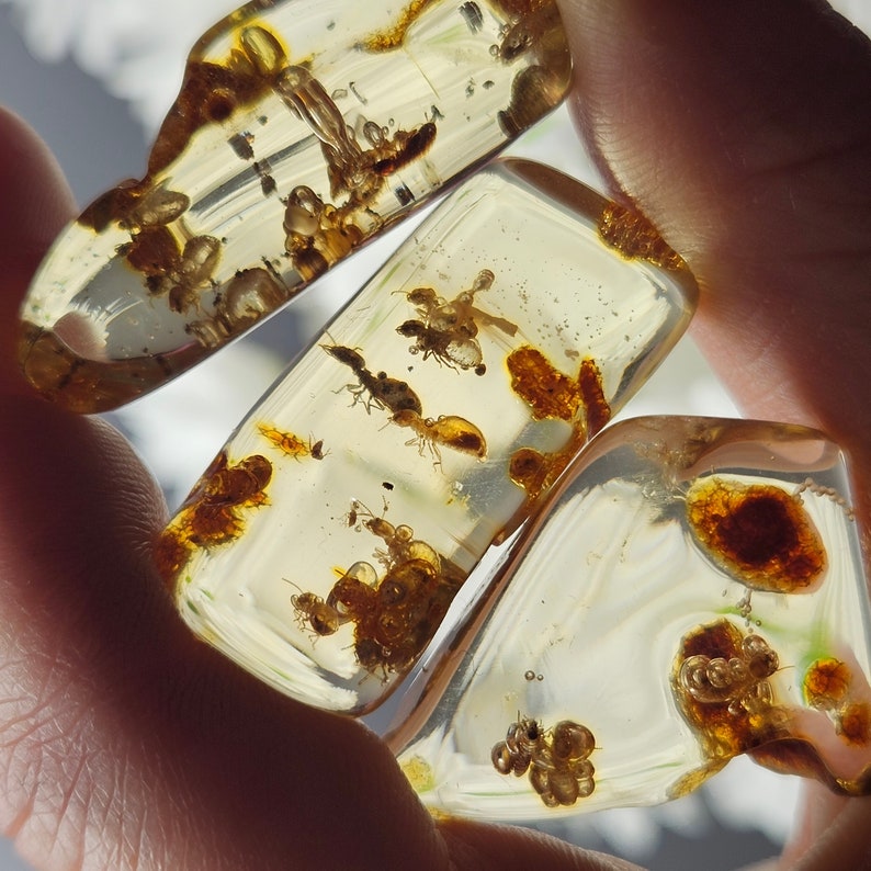Amber With Bugs Specimen - Polished Amber With Insect & Static Enhydro ...