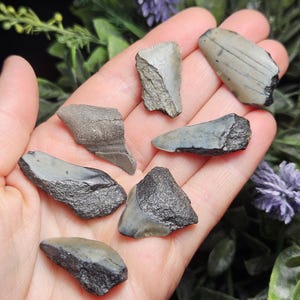 May include: A collection of fossilized shark teeth in various shapes and sizes. The teeth display shades of gray, black, and off-white, with visible textures and ridges. The teeth are displayed on a light background.