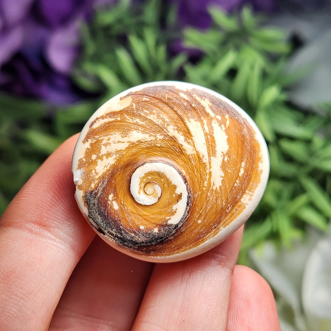 Eye of Shiva Shell / Eye of Shiva / Fossilized Shell / Pacific Cat's Eye / Operculum Shell / Eye