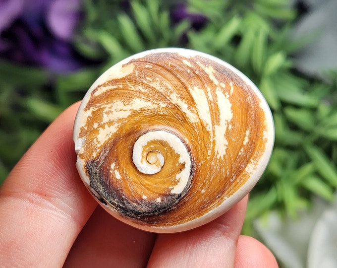 Eye of Shiva Shell / Eye of Shiva / Fossilized Shell / Pacific Cat's ...