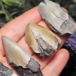 May include: Close-up of several fossilized shark teeth. The teeth are various sizes and shapes, with a mix of gray, tan, and black coloration. The teeth are held in a hand, with a blurred green and purple background.