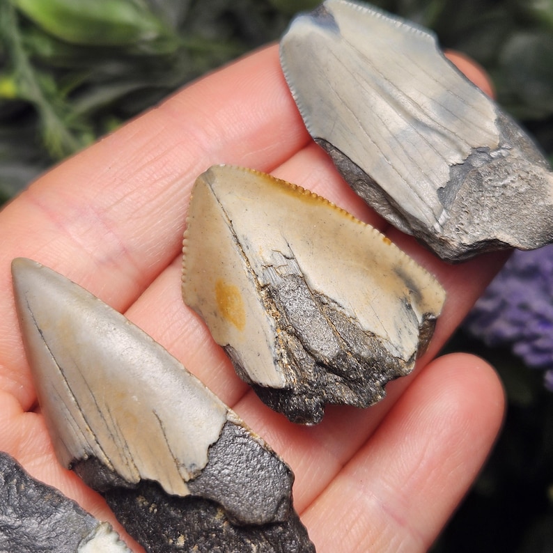May include: Close-up of several fossilized shark teeth. The teeth are various sizes and shapes, with a mix of gray, tan, and black coloration. The teeth are held in a hand, with a blurred green and purple background.