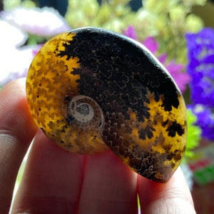 May include: A fossilized ammonite with a black and brown shell. The shell has a spiral pattern and a small opening in the center.