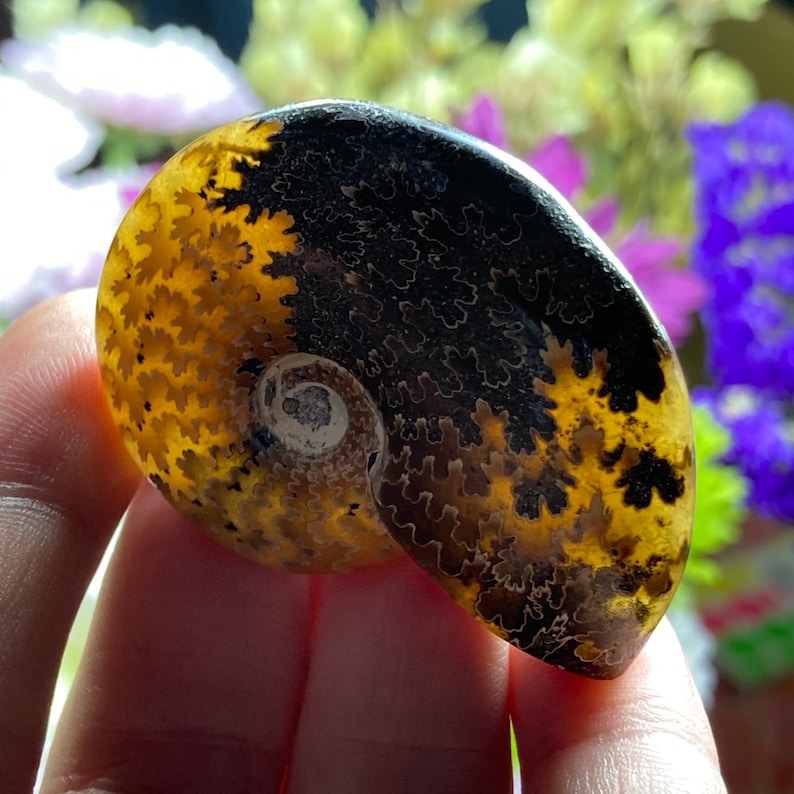 May include: A fossilized ammonite with a black and brown shell. The shell has a spiral pattern and a small opening in the center.
