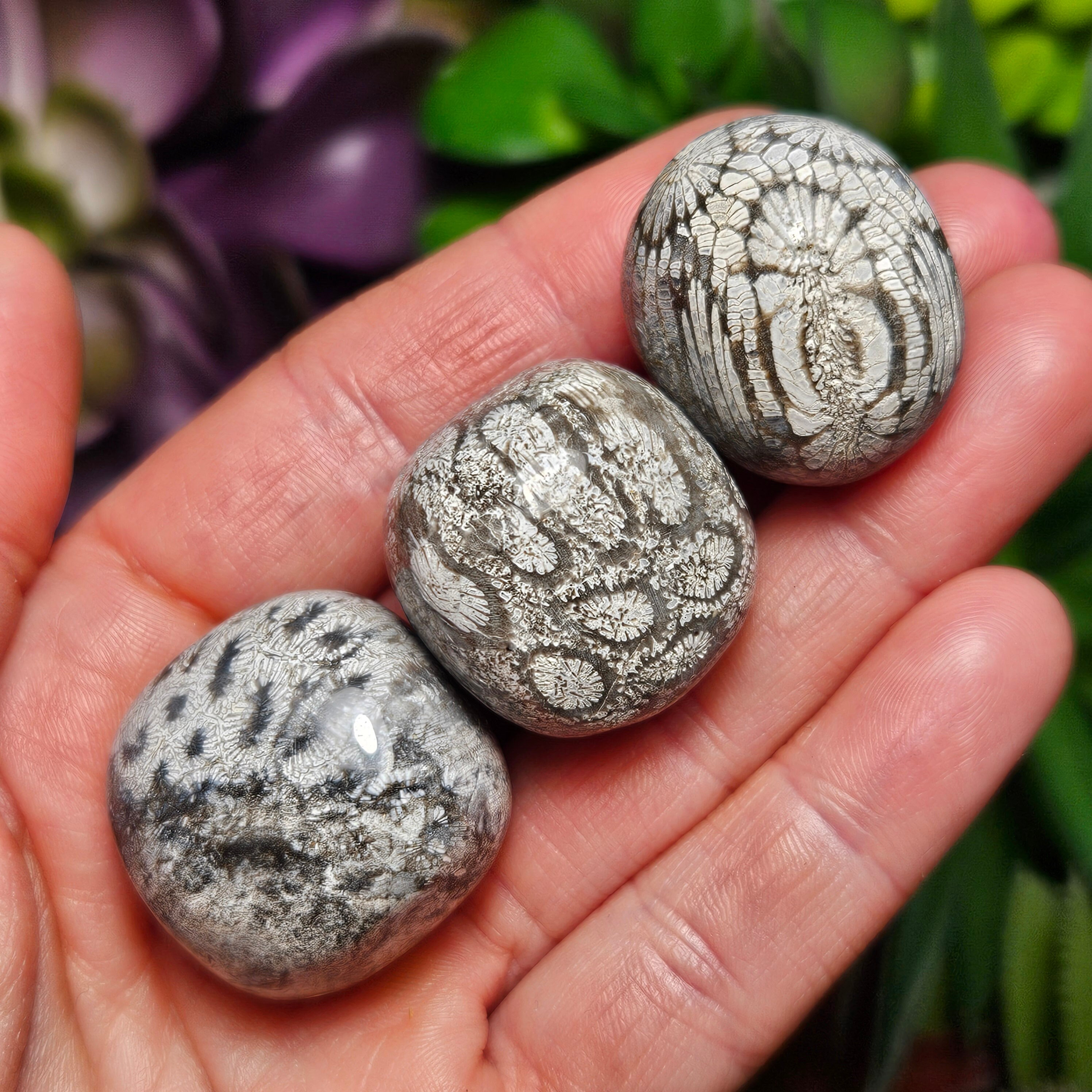 稀少 天然 赤珊瑚 原石 結晶 鉱物標本 パイプオルガン珊瑚