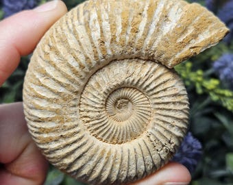 化石 アンモナイト 貝化石 標本 時代 骨董 置物 飾り物 台座付 古美術品 化石 アンモナイト 貝化石 標本 時代 骨董 置物 飾り物 台座付 古美術