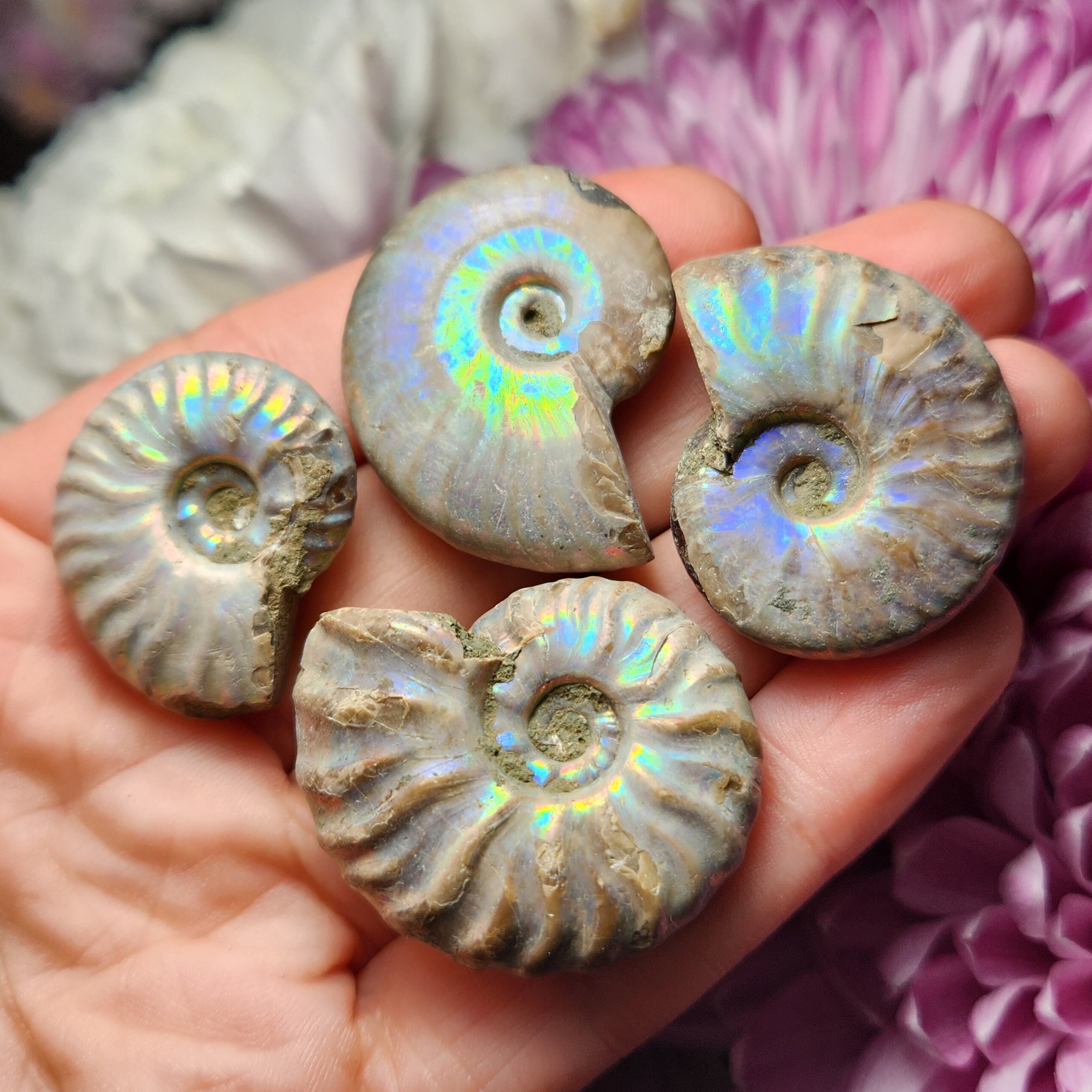 オパール化したアンモナイトの化石標本：虹色の輝き - Etsy 日本