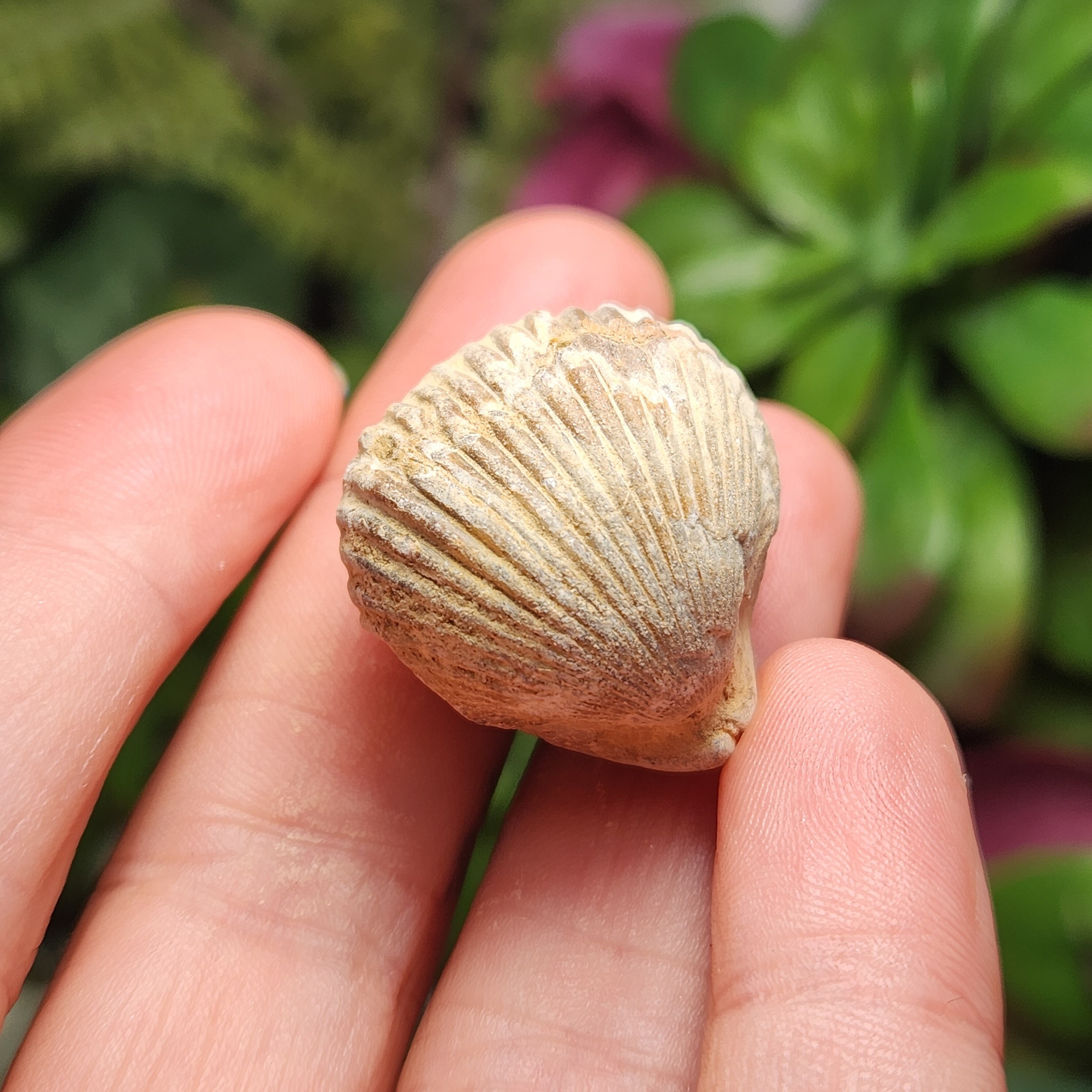 貝殻の化石 - 化石化した貝殻 - 腕足動物の化石 - 化石化した貝殻 - 化