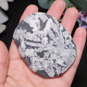 Chrysanthemum Stone, Polished Palm Stone - Flower Stone - Chrysanthemum Crystal Palm image 10