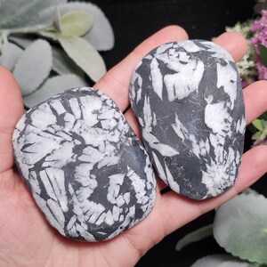 Chrysanthemum Stone, Polished Palm Stone - Flower Stone - Chrysanthemum Crystal Palm image 3