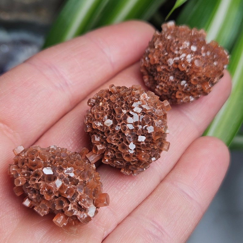 May include: Three brown selenite crystal clusters, also known as desert rose crystals, are arranged in a hand. The crystals are a light brown color and have a rough, textured surface.