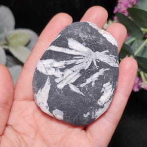 Chrysanthemum Stone, Polished Palm Stone - Flower Stone - Chrysanthemum Crystal Palm image 2