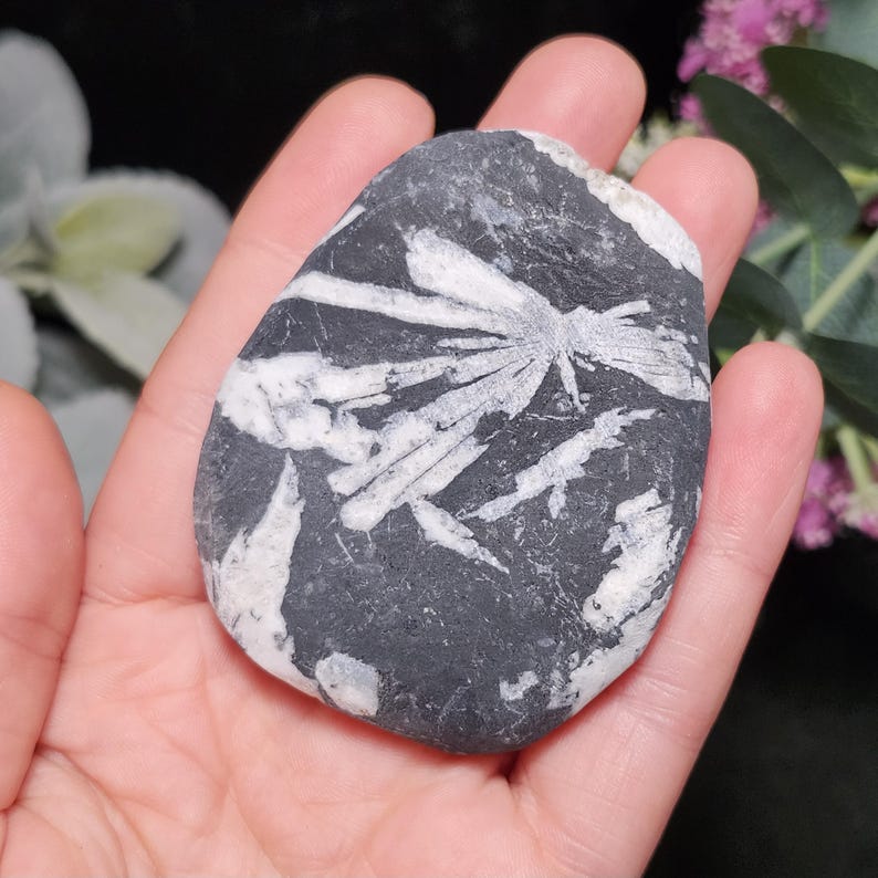 Chrysanthemum Stone, Polished Palm Stone - Flower Stone - Chrysanthemum Crystal Palm image 2