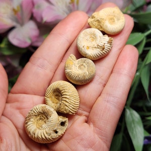 Peut inclure: Cinq ammonites fossilis&eacute;s de diff&eacute;rentes tailles et formes, avec un motif en spirale et une couleur brun clair. Les ammonites sont tenues dans une main, mettant en valeur leurs d&eacute;tails complexes.