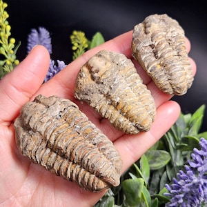 May include: Three fossilized trilobites, showcasing a detailed, segmented exoskeleton structure. The fossils exhibit a range of earthy tones, from light tan to darker browns, with visible ridges and textures. The trilobites are displayed against a backdrop of greenery and purple flowers.