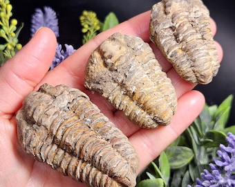 Trilobite Fossil Specimen - Ancient Fossils - Authentic Marine Fossil - Arthopod - Fossilized Trilobite