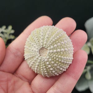 May include: A sea urchin shell, pale green with a textured surface, is held in a hand. The shell has a central opening and is covered in small, rounded bumps. The background is a dark green, with hints of foliage.