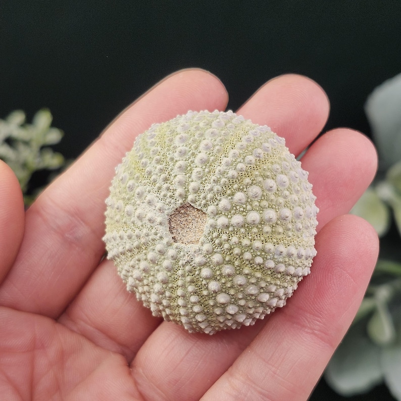 May include: A sea urchin shell, pale green with a textured surface, is held in a hand. The shell has a central opening and is covered in small, rounded bumps. The background is a dark green, with hints of foliage.