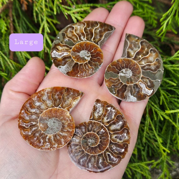 アンモナイトの化石標本：研磨された化石のスライス、自然界の