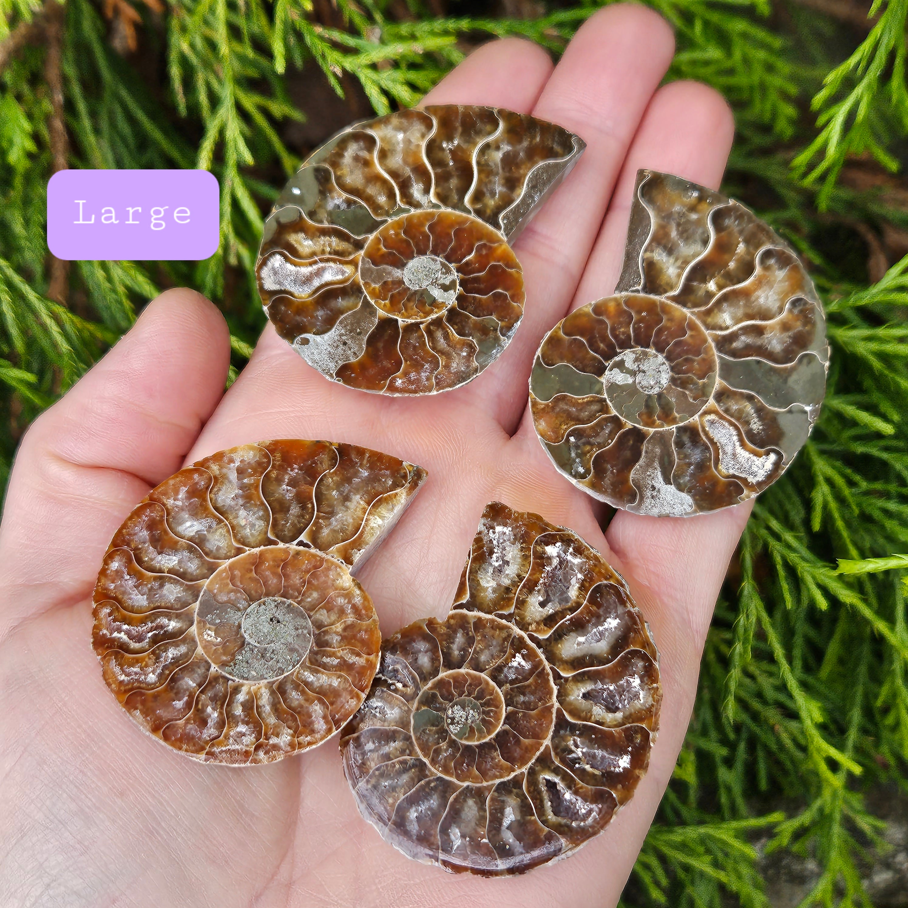 アンモナイトの化石標本：研磨された化石のスライス、自然界の