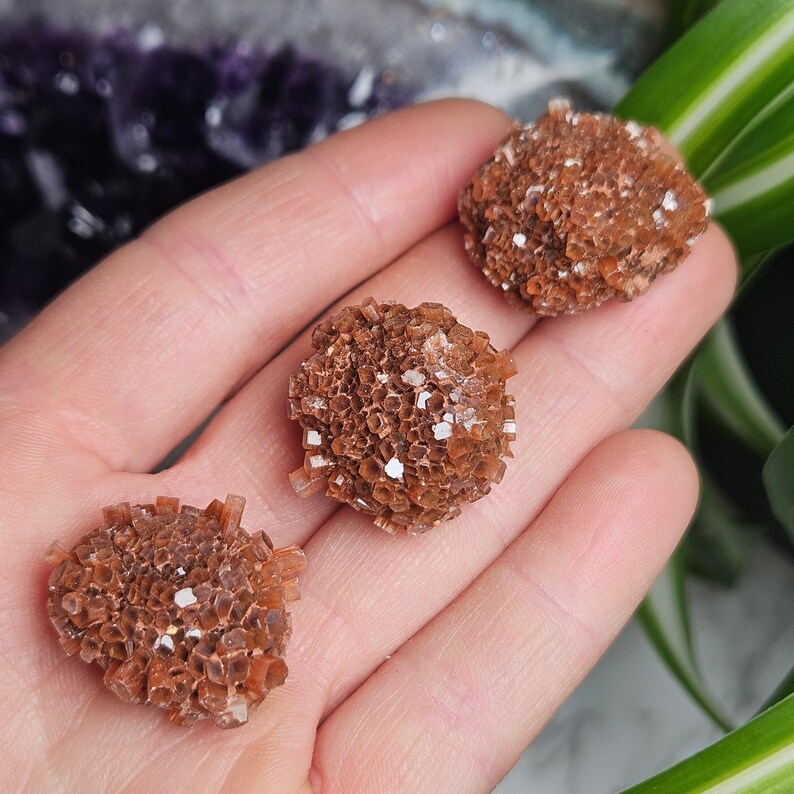 May include: Three brown and white selenite crystal clusters in the shape of a flower. The crystals are arranged in a hand.