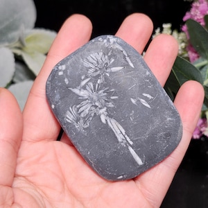 Op de afbeelding: Een donkergrijze, rechthoekige steen met een wit, bloemachtig fossielpatroon. De steen wordt in een hand gehouden, met een vage achtergrond van groen en roze bloemen.