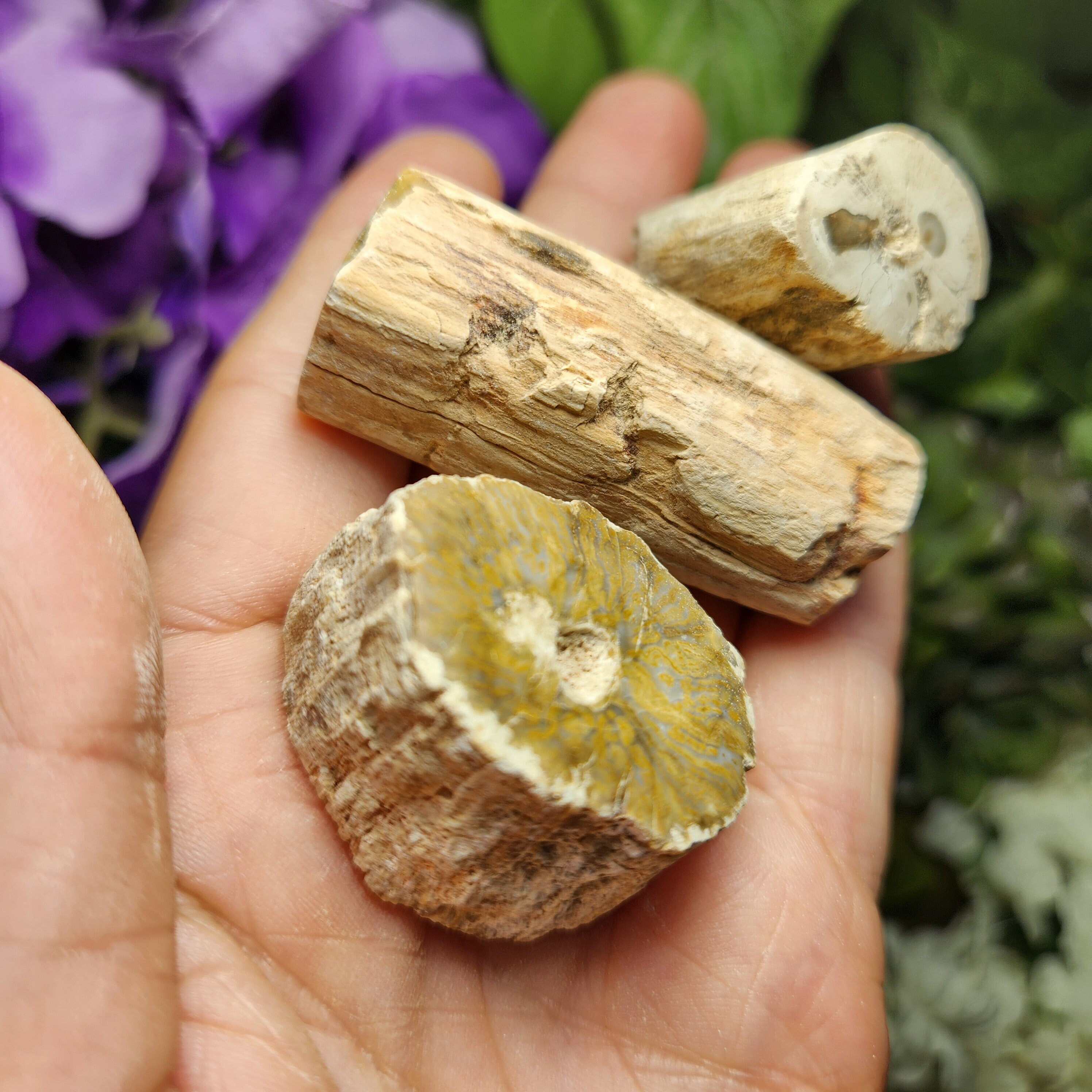 Petrified Wood - Fossilized Wood - Petrified Wood Slice - Petrified Wood Slab - Petrified Wood Slice - Petrified Wood Decor / Natural Fossil