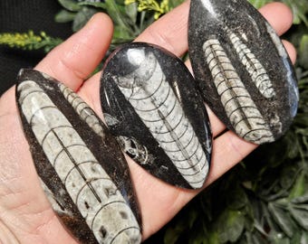 Pode incluir: Três pedras de fósseis polidas com um padrão preto e branco. As pedras são ovais e em forma de gota, com uma estrutura interna detalhada visível. Os fósseis são segurados em uma mão, com folhagem verde ao fundo.