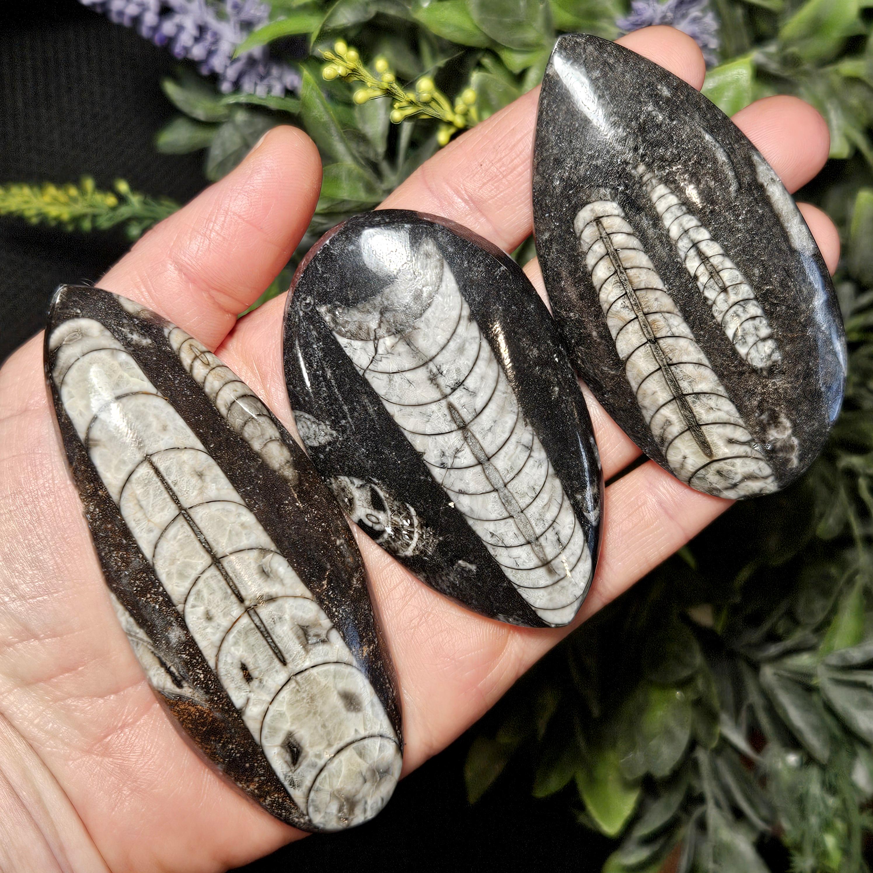 Orthoceras fossils - Etsy 日本