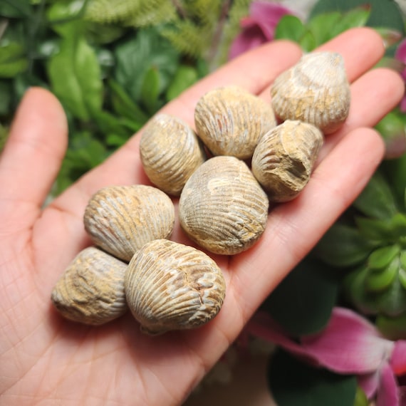 貝殻の化石 - 化石化した貝殻 - 腕足動物の化石 - 化石化した貝殻 - 化
