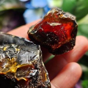 May include: Two pieces of amber, one is a dark, almost black, amber with a golden hue, the other is a red amber with a dark brown exterior.