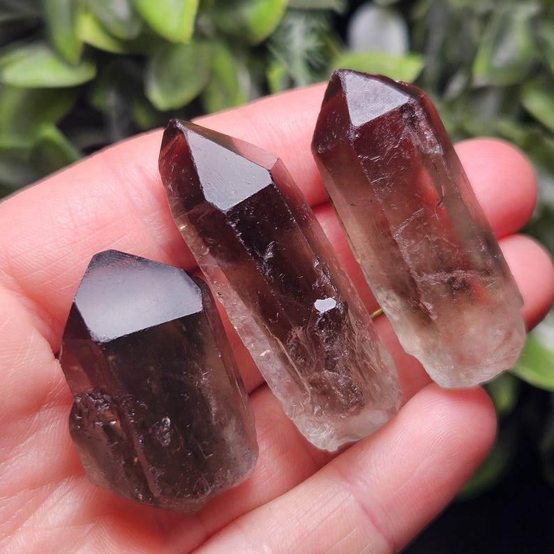 Puede incluir: Tres cristales de cuarzo ahumado con puntas facetadas de color marr&oacute;n oscuro y cuerpos transl&uacute;cidos. Los cristales var&iacute;an en tama&ntilde;o y se sostienen en una mano, mostrando su belleza natural. Estos cristales son populares.