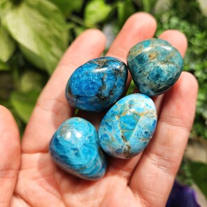 May include: Four polished blue apatite stones with varying shades of turquoise and deep blue. The stones have a smooth, rounded shape and display natural patterns and inclusions. The stones are held in a hand, with a green leafy background.