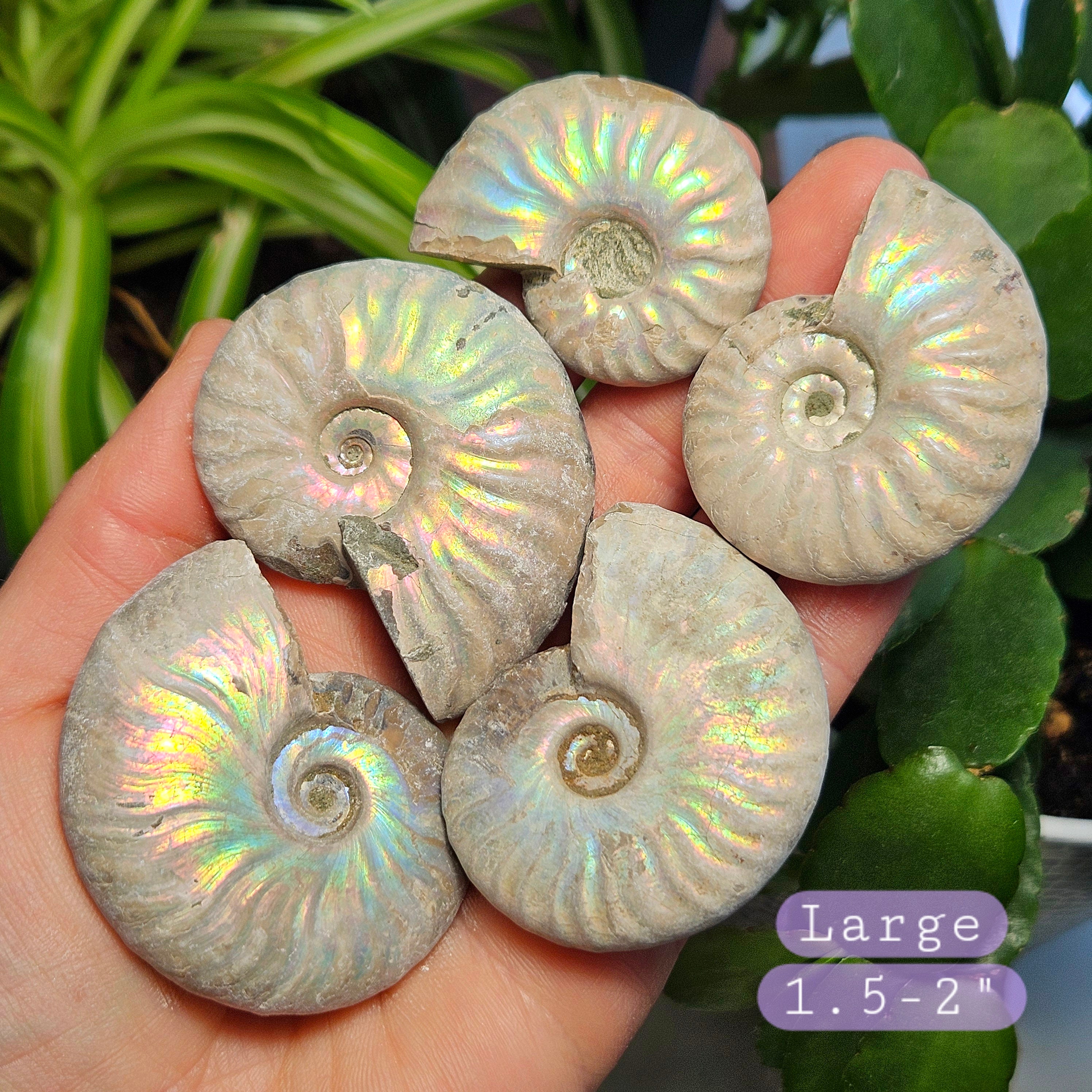オパール化したアンモナイトの化石標本：虹色の輝き - Etsy 日本