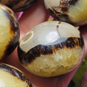 May include: A polished, rounded stone featuring a smooth, light beige top section separated by a dark brown, crystalline band from a translucent, golden-yellow base. The surface exhibits natural mineral inclusions and a glossy, reflective finish.