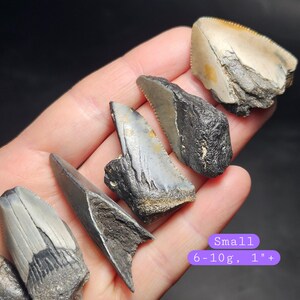 May include: A collection of fossilized shark teeth in various sizes and shades of gray, black, and tan. The teeth are displayed in a hand, with a purple label indicating "Small" size, 6-10g weight, and 1"+ length.