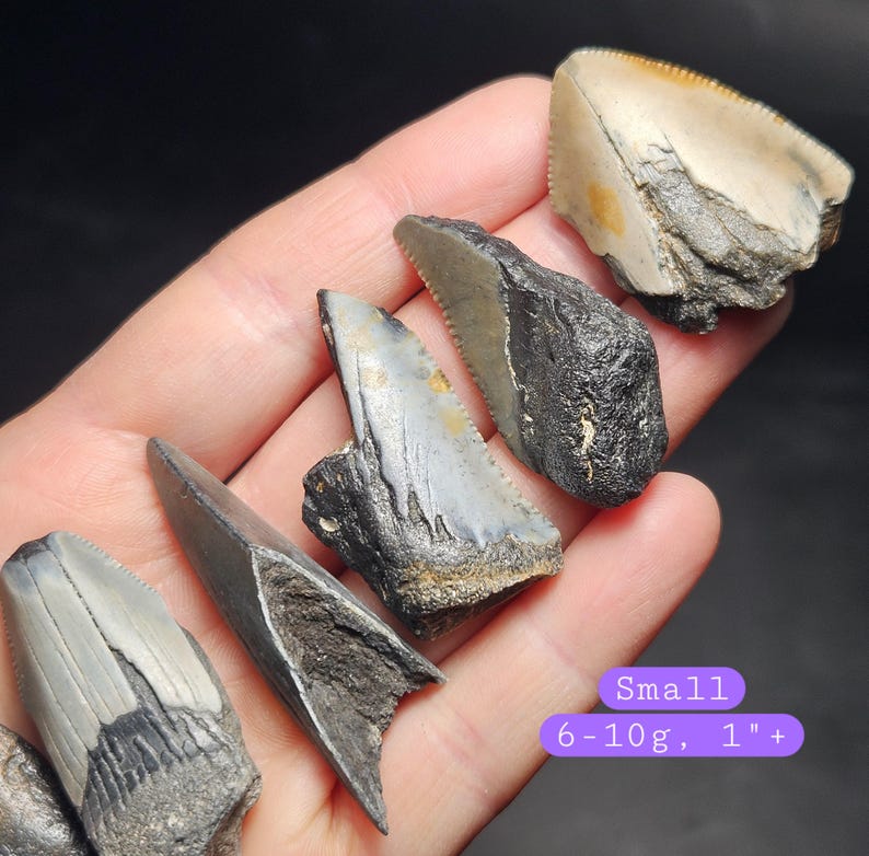 May include: A collection of fossilized shark teeth in various sizes and shades of gray, black, and tan. The teeth are displayed in a hand, with a purple label indicating "Small" size, 6-10g weight, and 1"+ length.