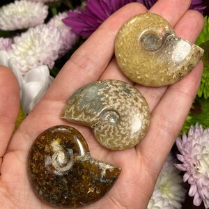 May include: Three ammonite fossils in various shades of brown, grey, and white. The fossils are polished and have a smooth, shiny surface.