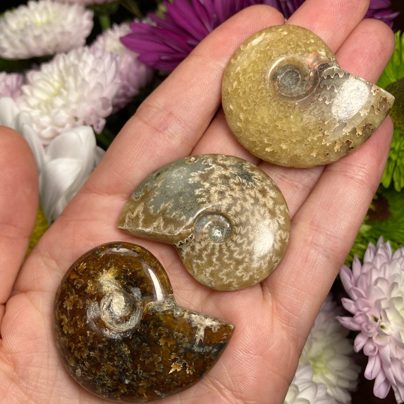 May include: Three ammonite fossils in various shades of brown, grey, and white. The fossils are polished and have a smooth, shiny surface.