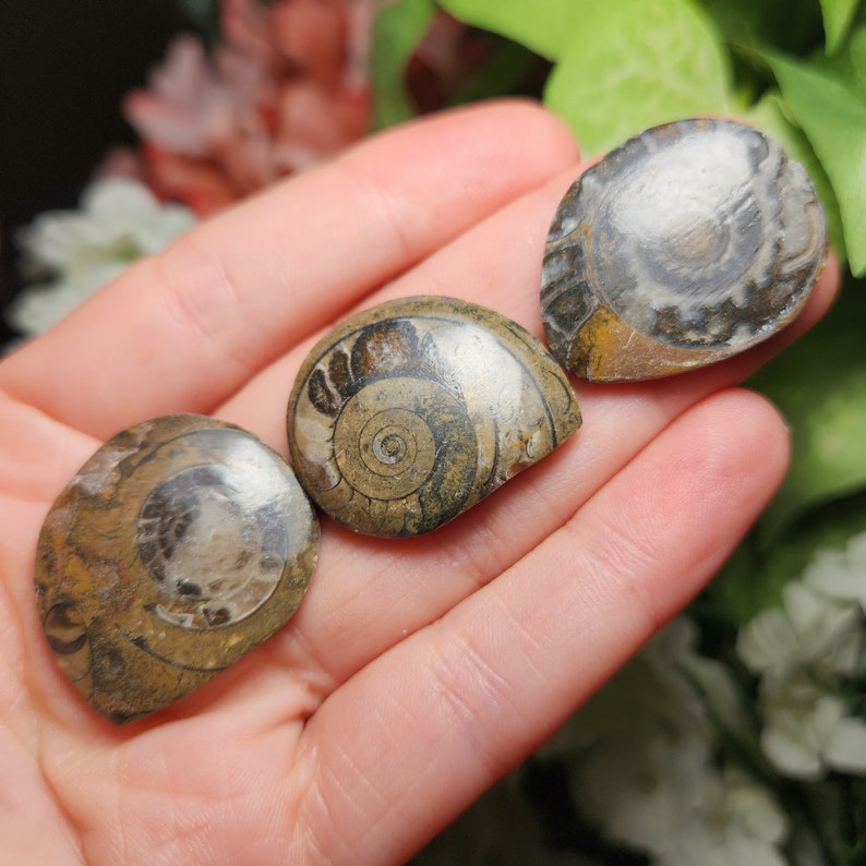 May include: Three fossilised ammonite shells with spiral patterns in shades of brown, tan, and grey. The shells are displayed in a hand, showcasing their natural textures and intricate designs. The fossils are a unique decorative item.