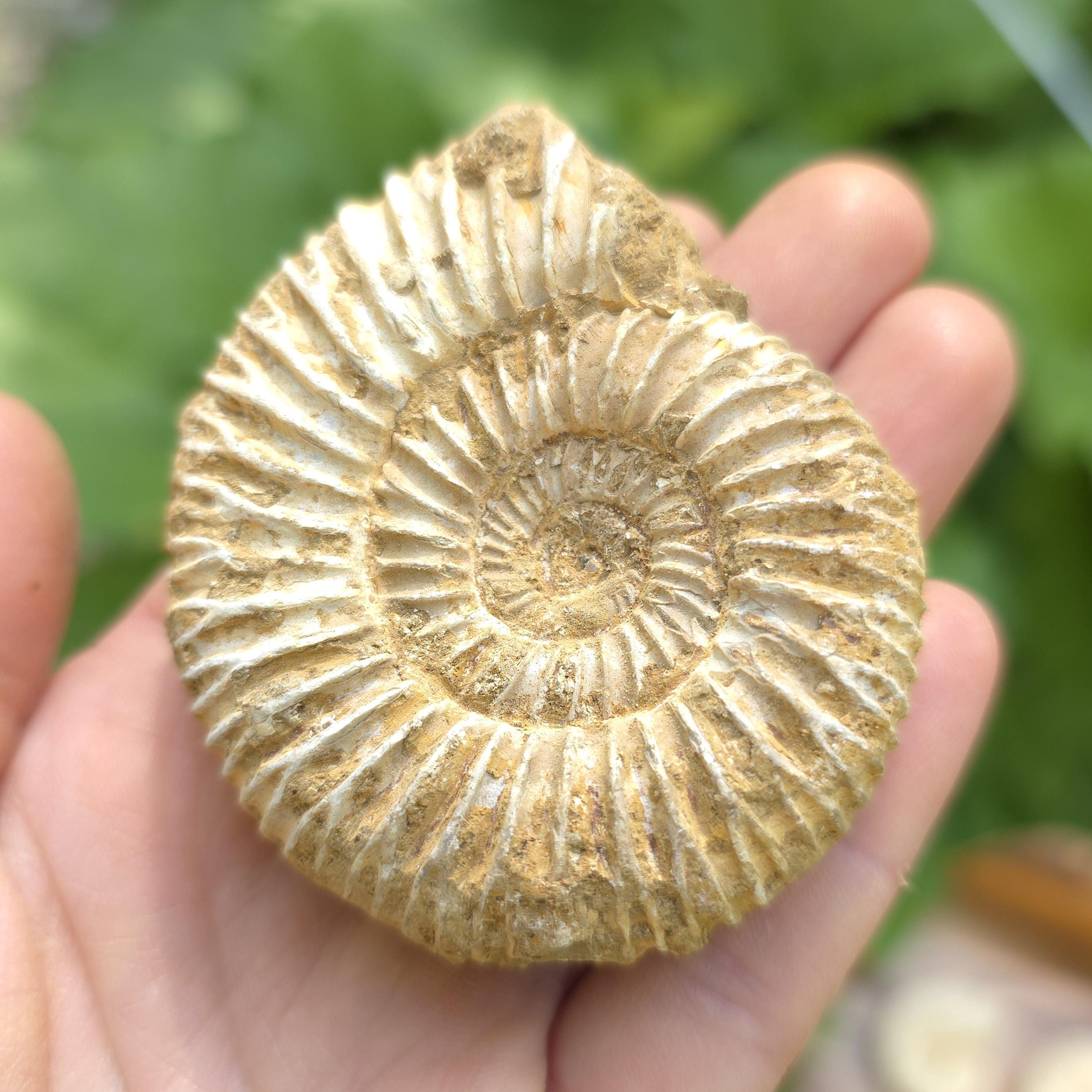 アンモナイトの化石標本：フィボナッチ螺旋、先史時代の海 - Etsy 日本