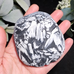 Chrysanthemum Stone, Polished Palm Stone - Flower Stone - Chrysanthemum Crystal Palm image 7