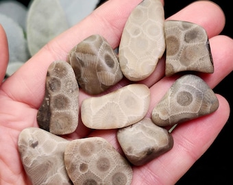 Kamień Petoskey (wybierz swoją wagę) Polerowane okazy z Michigan - Polerowany kamień Petoskey